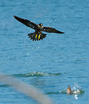 peregrine stooping at duck