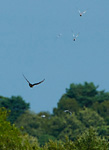 peregrine chased by terns