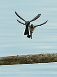 pied wagtail juveniles sparring in flight