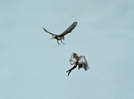 pied wagtail juveniles sparring in flight