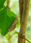 Pale prominent Moth at rest