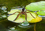 raft spider on water lily leaf