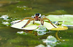 raft spider on water lily leaf