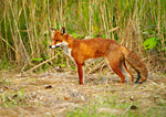 red fox standing