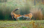 red fox pair courting