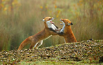 red fox pair courting