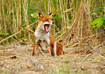 red fox yawning