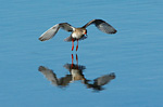 redshank flying low over water with reflection