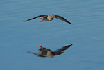 redshank flying low over water with reflection