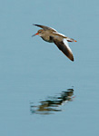 redshank flying low over water