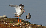 redshanks courting
