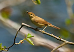 reed warbler with grub