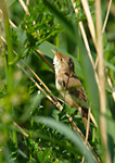 reed warbler singing
