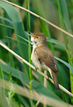reed warbler singing