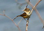 reed warbler on twig