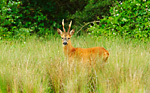 roe deer buck