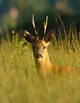 roe deer buck amongst sedges