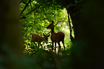roe deer doe with kid in woodland glade
