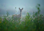 roe deer in morning mist