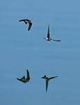 two sand martins in flight low over calm water