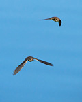 two sand martins in flight