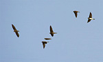 sand martins in flight