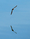 sand martin flying low over calm water