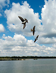 sand martin group in flight