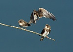 sand martin juveniles flying around stick