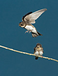 sand martin juveniles flying around twig