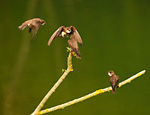 sand martins squabbling over twig perch