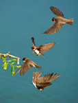 sand martins squabbling over twig perch