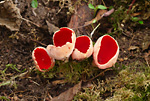 scarlet elf cup fungus