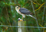 Sparrowhawk on fence-post with Sand Martin prey
