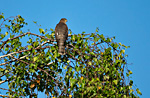 sparrowhawk on birch tree