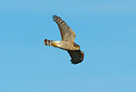 sparrowhawk in flight