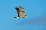sparrowhawk in flight