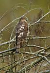 sparrowhawk in twiggy tree