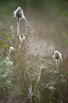 dew-covered spider-webs