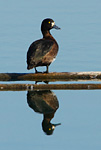 tufted duck on wooden pontoon