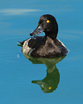 tufted duck female with ducklings