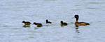 tufted duck female with ducklings