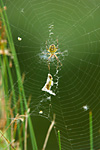 wasp spider in web