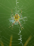 wasp spider in web