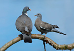 wood pigeon adult with juvenile