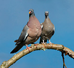 wood pigeon adult with juvenile