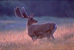 Fallow Deer buck