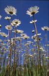 Ox-eye Daisies from low viewpoint