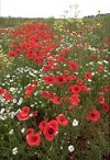 Poppies with other wild meadow flowers