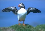 Puffin stretching wings